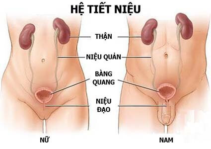 Nhiễm khuẩn đường tiết niệu là bệnh gì? khám đường tiết niệu ở đâu?