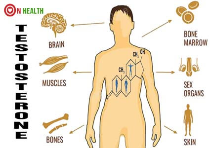Vai trò của testosterone nam tới sức khỏe và sinh lý