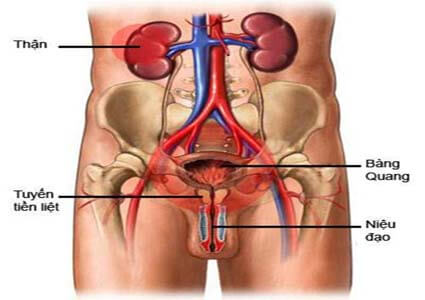 Viêm đường tiết niệu có triệu chứng gì? có nguy hiểm không?